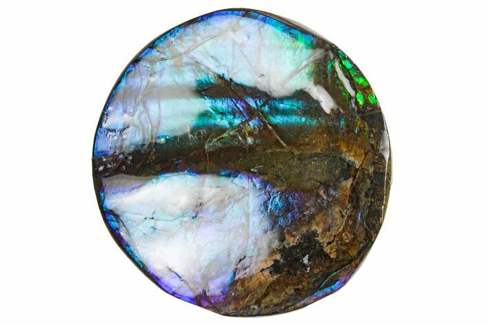 Flashy Ammolite (Fossil Ammonite Shell) - Purples & Greens #357532